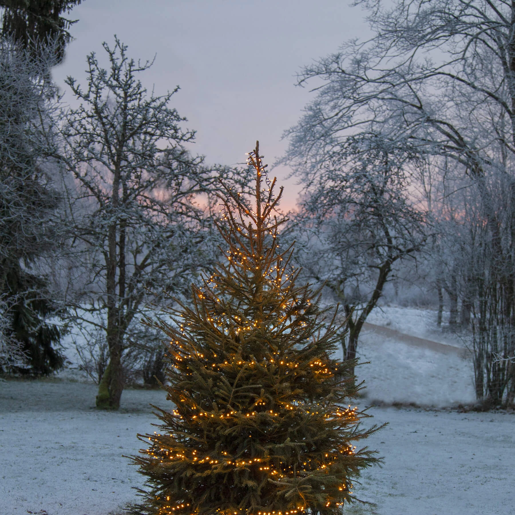 Golden Warm White - Lichterkette für außen - 24 m - 1200 LEDs - Netzbetrieb - Warmweiß