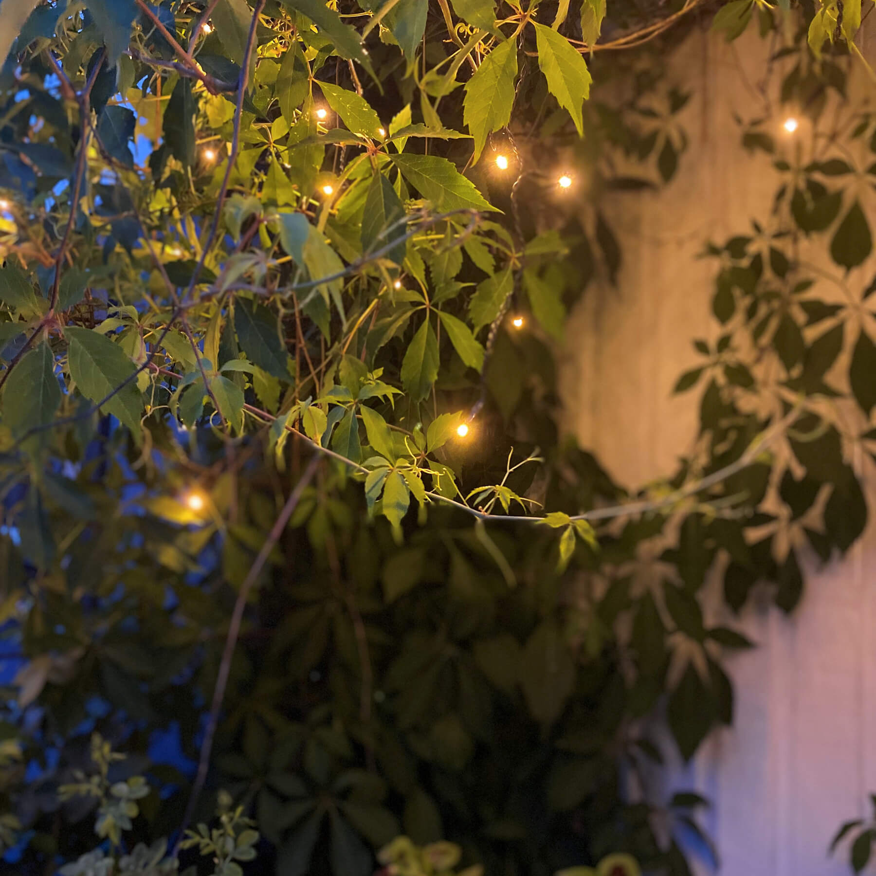 Golden Warm White - Lichtervorhang für außen - 5,9 m - 240 LEDs - Netzbetrieb - Warmweiß